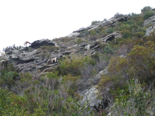 The terrain over which the guns were hauled